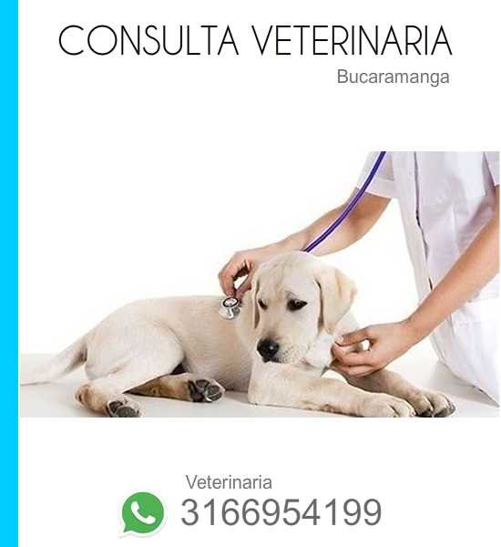 consulta veterinaria